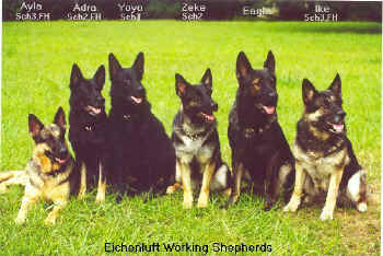 6 dogs.jpg (53467 bytes)