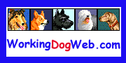 Working Dog Web