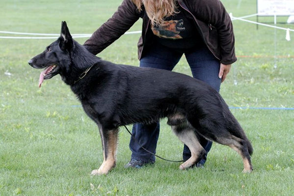 V Arko vom Eichenluft