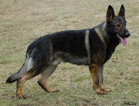 Bandit vom Wolfsheim