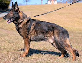 Bandit vom Wolfsheim