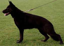 Cäsch vom Salztalblick