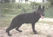 Small picture of  Jago von der Lindenhalle