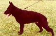Small picture of  Macho vom Kosakenwald