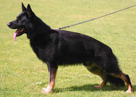 Bandit vom Wolfsheim