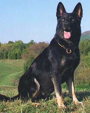 adra1.jpg (28910 bytes)