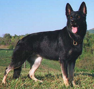 adra2.jpg (34094 bytes)