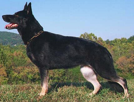 adra3.jpg (38959 bytes)