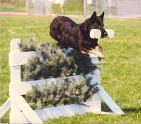 ADRAJUMP.jpg (39741 bytes)