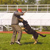 ADRAST~1.jpg (44485 bytes)