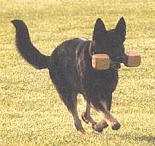 AWDFRE~1.JPG (10408 bytes)