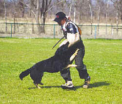 adradrive.jpg (46749 bytes)