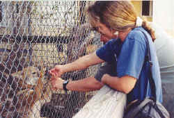 coyote.jpg (48255 bytes)