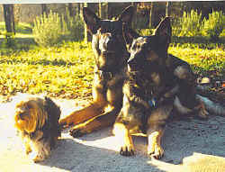 yorkie.jpg (57176 bytes)